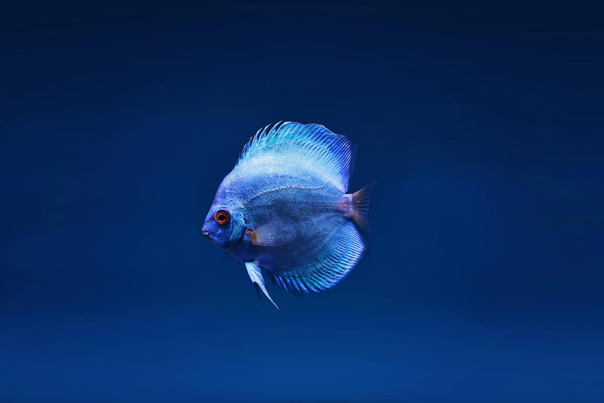 Test Photo
